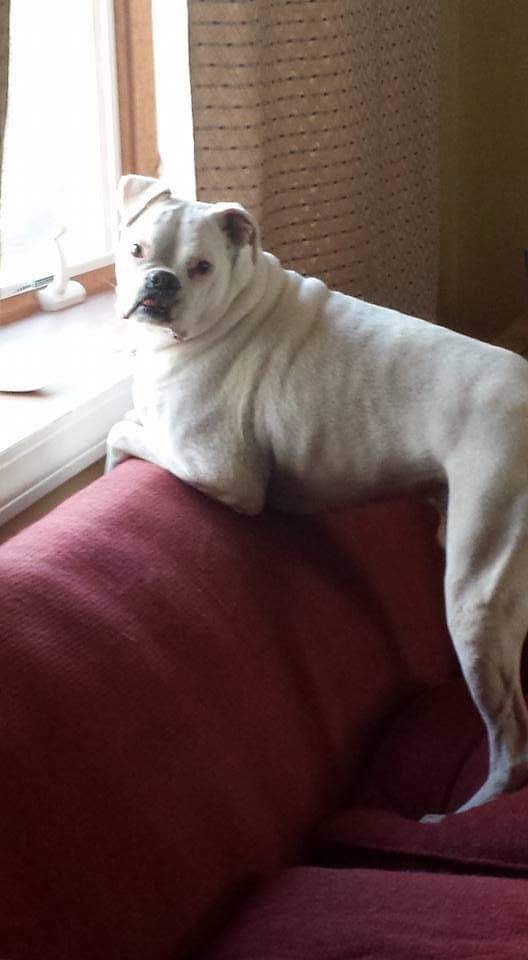 Marvin, Matthew's late white Boxer, perched on the back of a couch